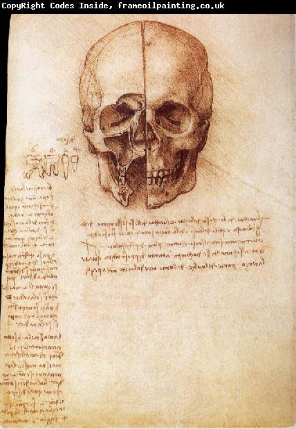 LEONARDO da Vinci Anatomy of the Schadels
